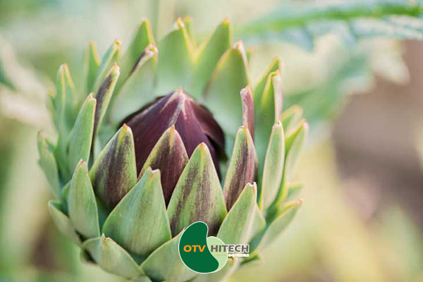 Dược liệu Actiso-1