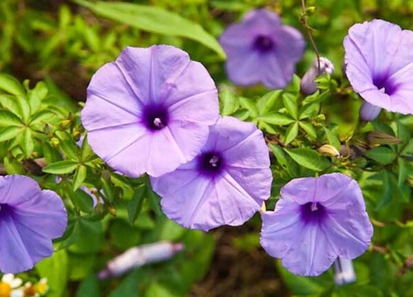 Dược liệu bìm bìm biếc-1