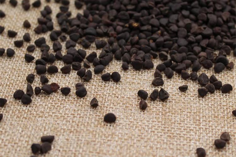 Dược liệu bìm bìm biếc-2