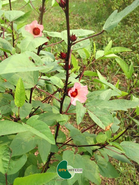 Dược liệu bụp giấm-2