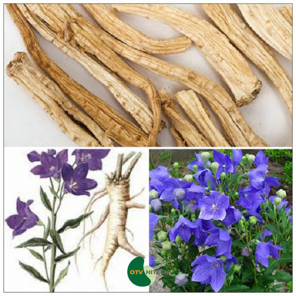 Dược liệu cát cánh-2