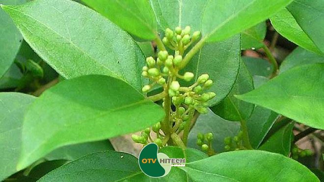 Dược liệu dây thìa canh-1