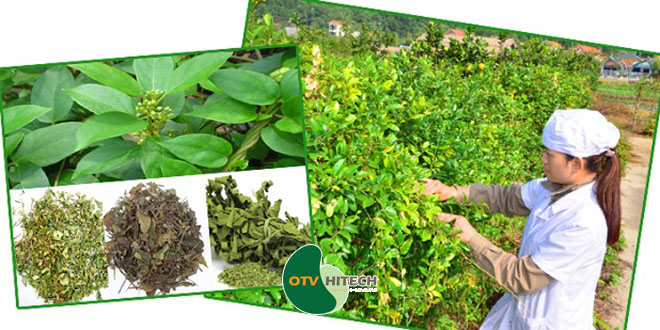 Dược liệu dây thìa canh-2