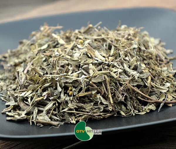 Dược liệu diệp hạ châu-2