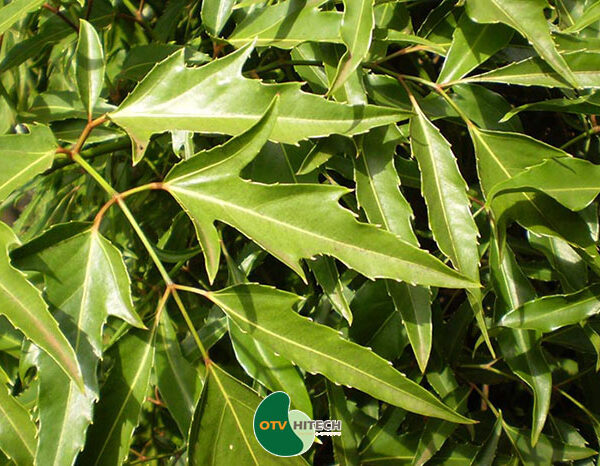 Dược liệu đinh lăng-2