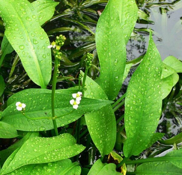 Dược liệu trạch tả-1