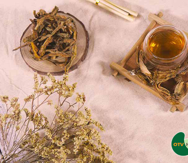 Dược liệu trinh nữ hoàng cung-2