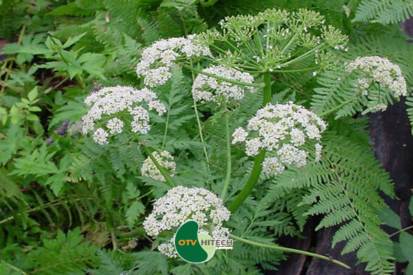 Dược liệu xuyên khung-1