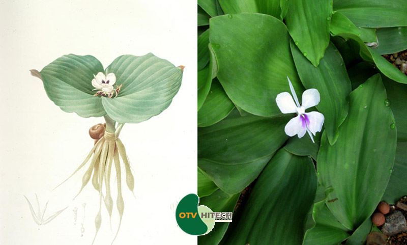 Dược liệu địa liền-1