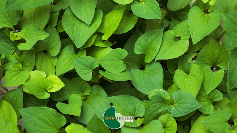 Dược liệu diếp cá-1