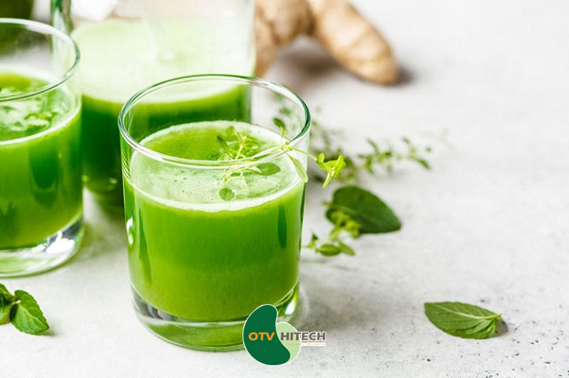 Dược liệu diếp cá-2