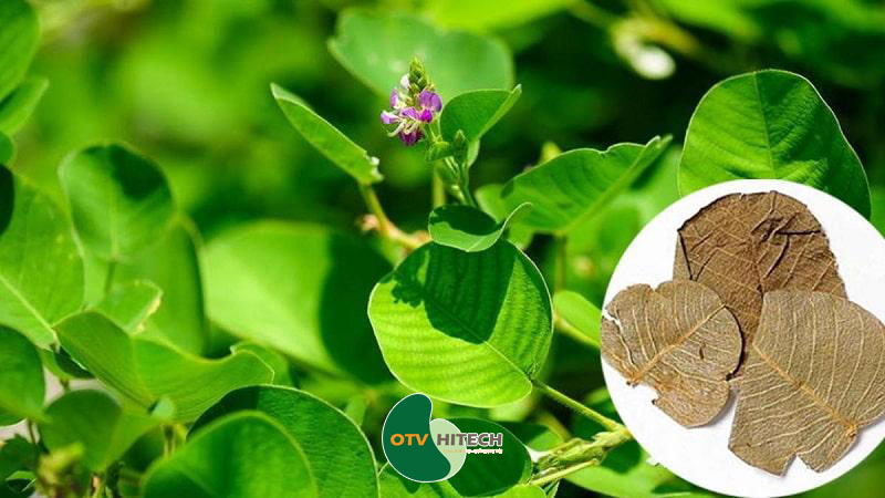 Dược liệu kim tiền thảo-1