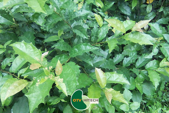 Dược liệu xạ đen-1