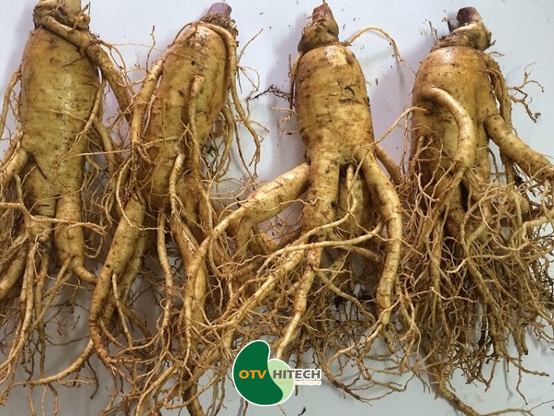 Dược liêu Đương quuy Nhật Bản-2