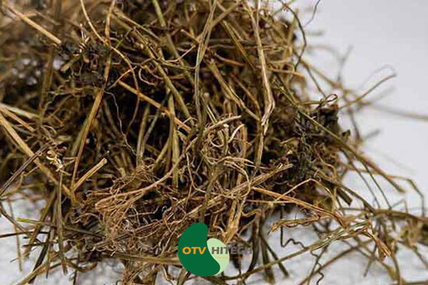 Dược liệu giảo cổ lam-0