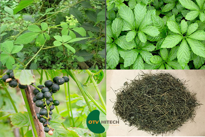 Dược liệu giảo cổ lam-2