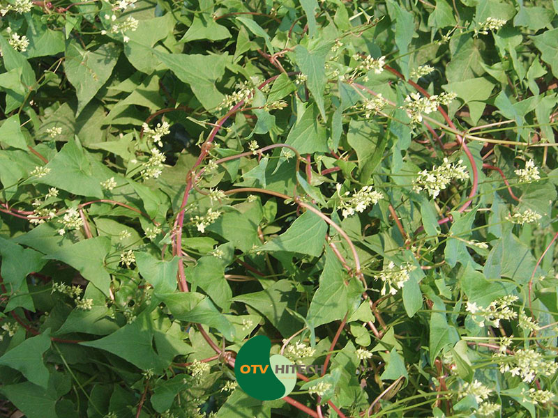 Dược liệu hà thủ ô đỏ-1