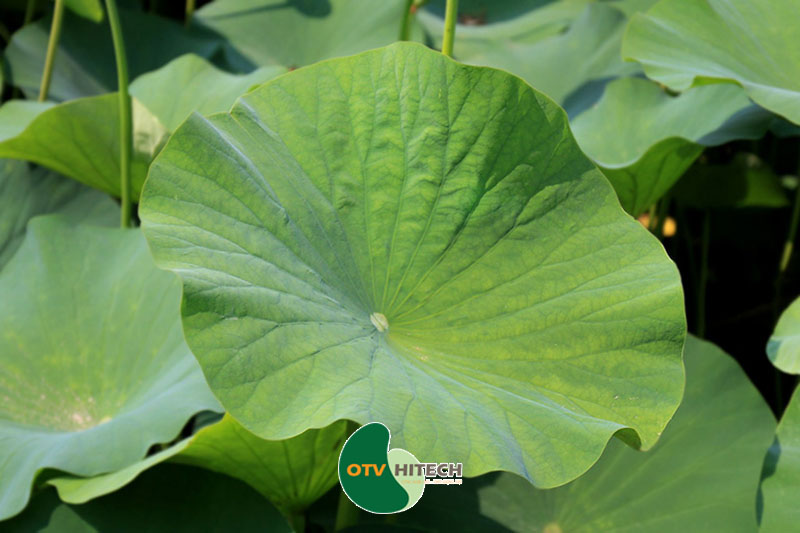 Dược liệu lá sen-1