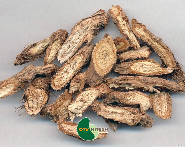 Dược liệu phòng phong-0