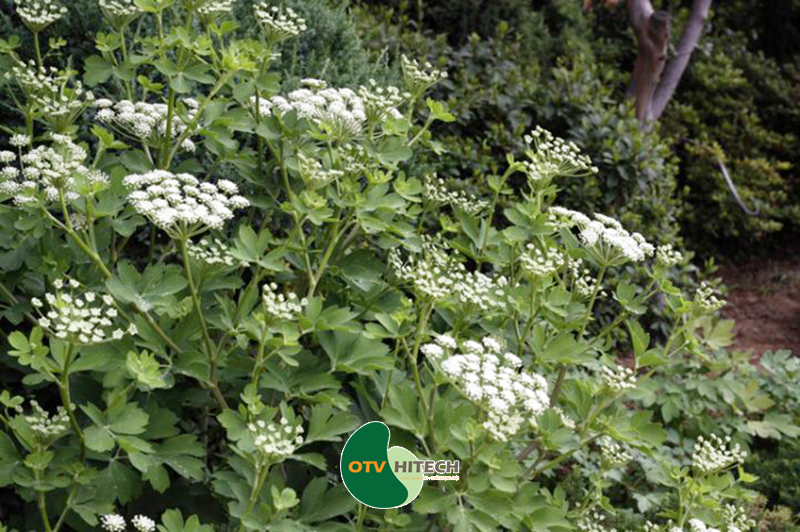 Dược liệu phòng phong-1