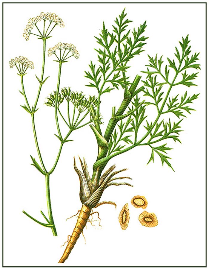 Dược liệu phòng phong-2