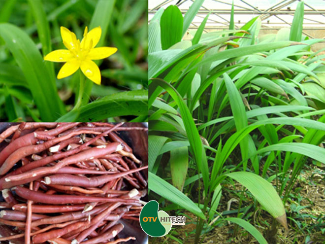 Dược liệu sâm cau-1