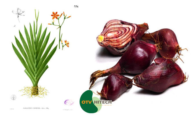 Dược liệu sâm đại hành-1