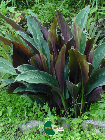 Dược liệu tam thất nam-1