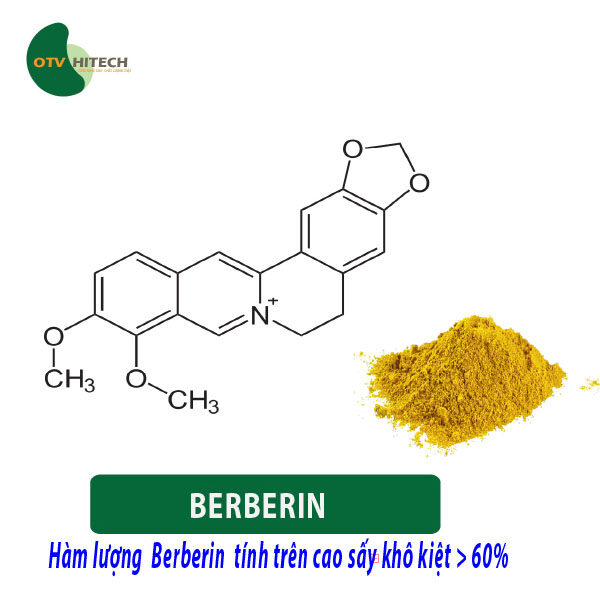 Berberin OTV (4)
